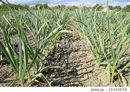The cultivation of garlic in the garden 25424639