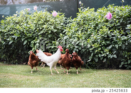 Hens and cock in garden at country side. Summer 25425633