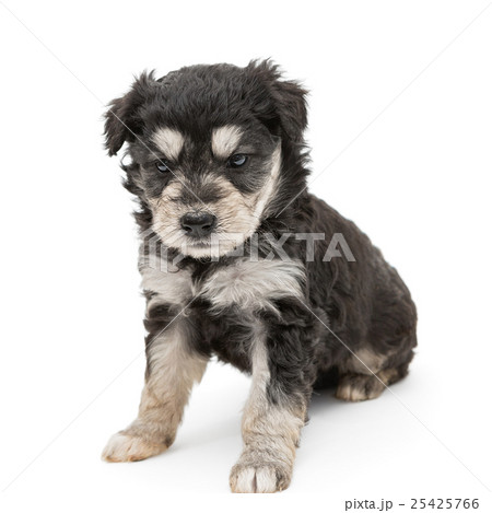 Small and serious puppy Terrier Small and serious puppy Terrier 25425766