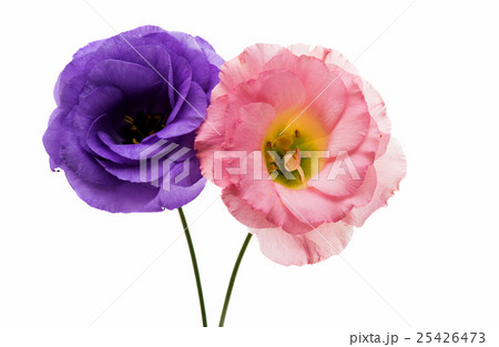 eustoma flower 25426473