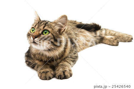 tabby cat 25426540