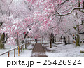 満開の桜に冠雪 25426924