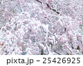 満開の桜に冠雪 25426925