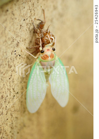 羽化するアブラゼミ 羽化するアブラゼミ 25426943