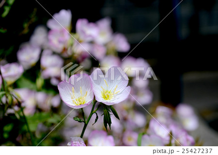 ヒルサキツキミソウ ヒルサキツキミソウ 25427237