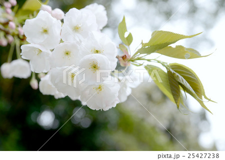 伊豆最福寺しだれ桜 25427238