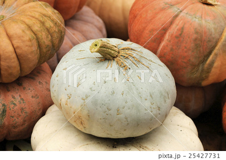 Pumpkin at Halloween market 25427731