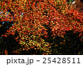 紅葉 25428511