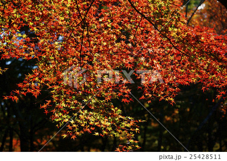 紅葉 25428511