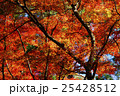 紅葉 25428512