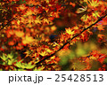 紅葉 25428513