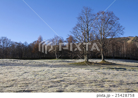 高原の初霜 高原の初霜 25428758