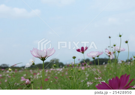コスモス 25428950