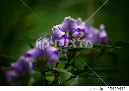 トリカブトの花 25429422