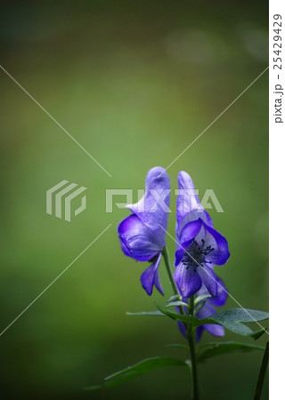 トリカブトの花 トリカブトの花 25429429