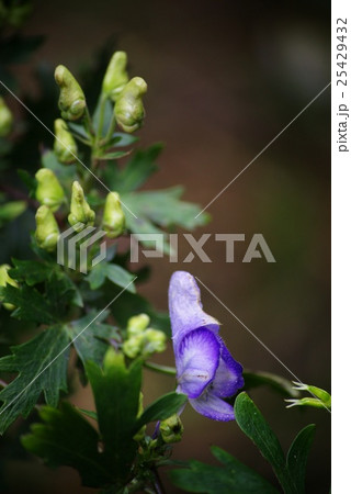 トリカブトの花 トリカブトの花 25429432