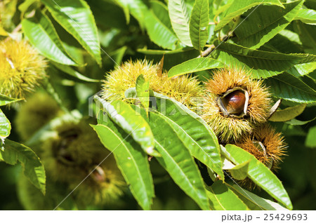 木になる栗 25429693