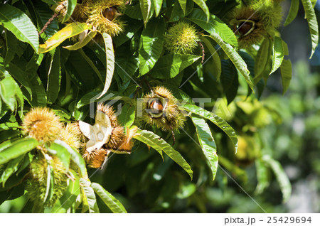 木になる栗 25429694
