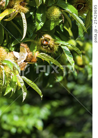 木になる栗 25429695