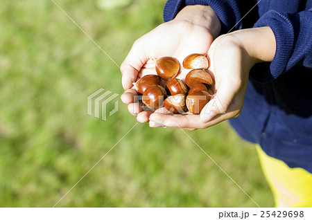 栗を持つ子（顔無し） 25429698
