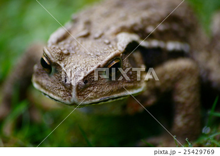 ヒキガエル　 25429769