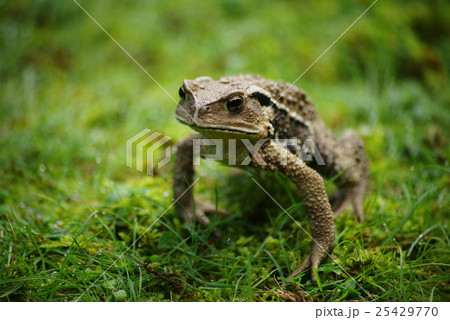 ヒキガエル ヒキガエル 25429770