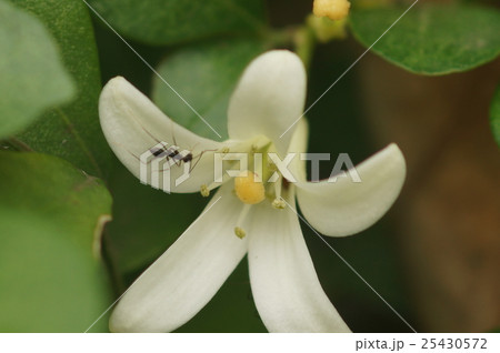 アリ あり 蟻 25430572