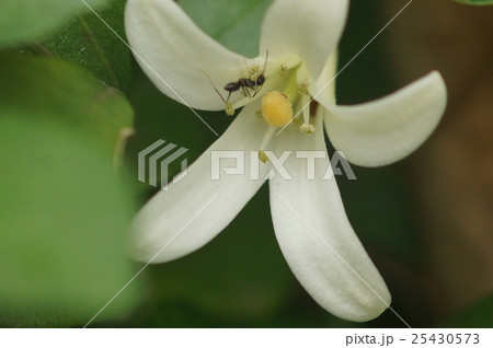 アリ あり 蟻 25430573