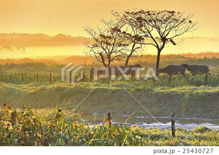 101 秋 あき 25430727