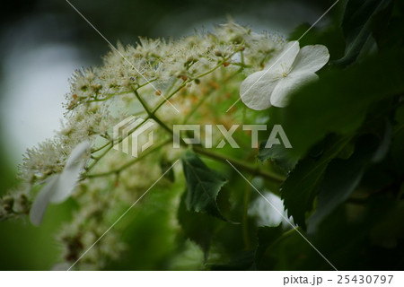 蔓紫陽花 蔓紫陽花 25430797