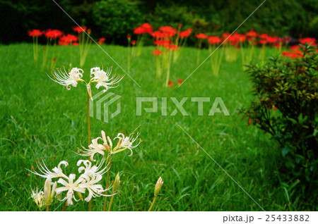 紅白の彼岸花 25433882