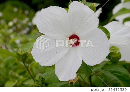白い西洋フヨウ 25435520
