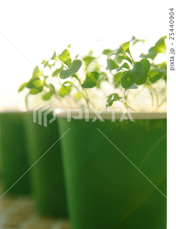 Young green plants 25440904