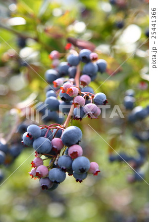 余市　ハスカップの木 25441366