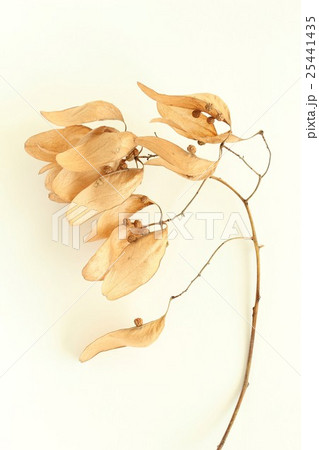 アオギリ 25441435