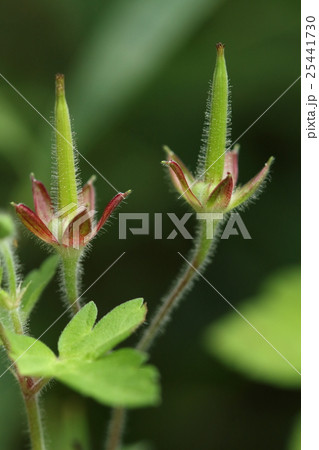 自然　植物　ゲンノショウコ、九月下旬。受粉した花の果実がニョキニョキと伸びました 25441730