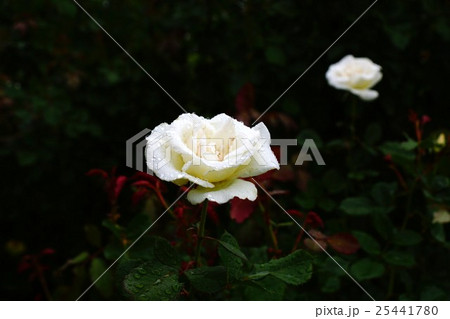薔薇（マーガレット・メリル）国営越後丘陵公園 25441780
