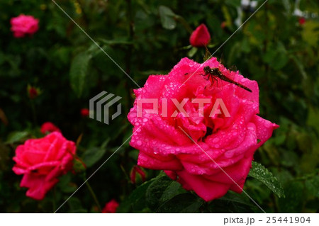 薔薇(マリア・カラス)国営越後丘陵公園 薔薇(マリア・カラス)国営越後丘陵公園 25441904