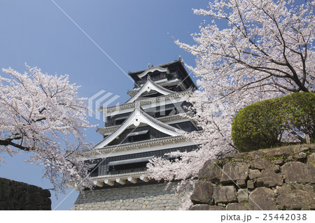 熊本城と桜　南側より 25442038