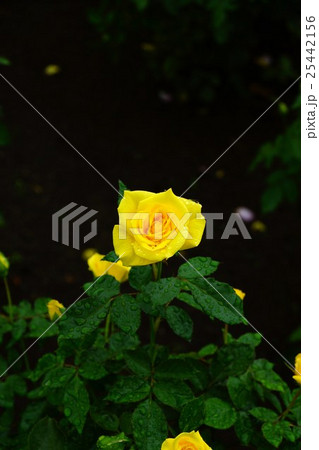 薔薇(フリージア)国営越後丘陵公園 薔薇(フリージア)国営越後丘陵公園 25442156