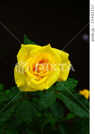 薔薇(フリージア)国営越後丘陵公園 薔薇(フリージア)国営越後丘陵公園 25442157