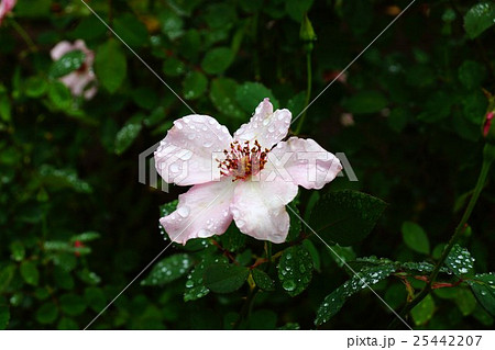 薔薇（デンティ・べス）国営越後丘陵公園 25442207