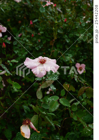 薔薇（デンティ・べス）国営越後丘陵公園 25442208