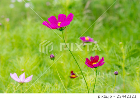 神戸総合運動公園のコスモスの丘に咲く赤いコスモス 25442323