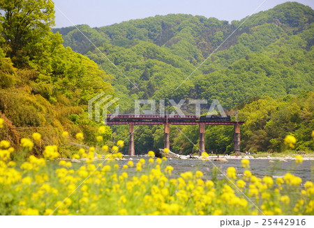 秩父鉄道のSLと菜の花 25442916