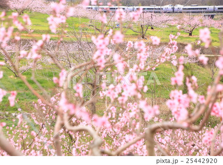 新府の桃の花とスーパーあずさ 新府の桃の花とスーパーあずさ 25442920