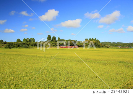 いすみ鉄道と田んぼ 25442925