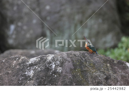 カワセミ 25442982