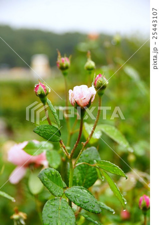 薔薇(ラ・フランス)国営越後丘陵公園 薔薇(ラ・フランス)国営越後丘陵公園 25443107
