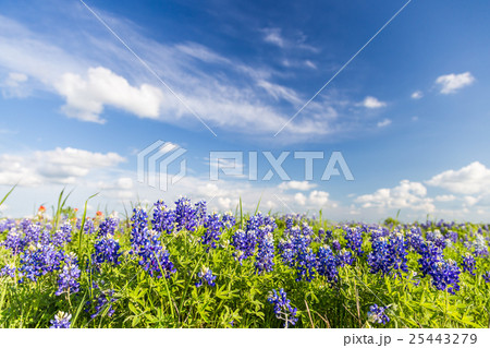 Texas Bluebonnet filed and blue sky in Ennis.. 25443279